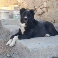 سگ قدرجونی|سگ|تهران, جی|دیوار