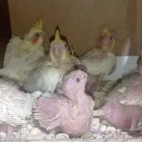 طوطی سرلاکی عروس هلندی