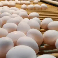 کارگر خانم بسته بندی تخم مرغ