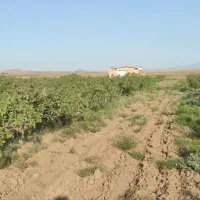 باغ پسته و پروانه مرغ داری