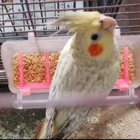 عروس هلندی جوان و سالم