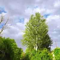 زمین