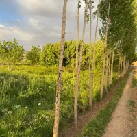 باغ-بر-جاده-اصلی
