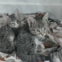 فروش گربه