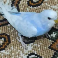 دو عدد مرغ عشق زیبا و رنگ خاص