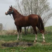اسب ترکمن