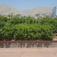 فروش گیاهان روف گاردن و باغچه