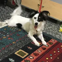 سگ پامر اشپیتز