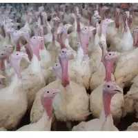 بوقلمون زنده