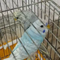 مرغ عشق نر ۶ماهه آبی  سالم و سرحال