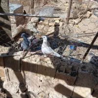 کبوتر ماده سرور