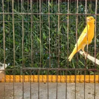 قناری پرتغالی