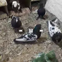 چند جفت نر و ماده طوقی و پلنگ و سینه ای