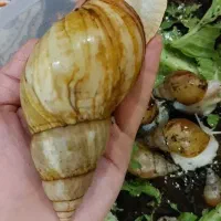 حلزون تراپی