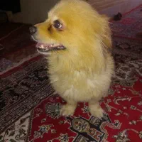 سگ پامر تربیت شده