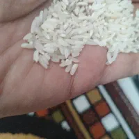 برنج کشت مهر پاکستانی