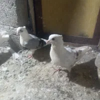 گرده دار
