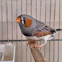 فنچ کینگ (سایز درشت)