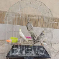 یک جفت عروس