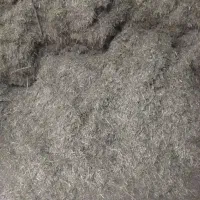 علوفه (شبدر خورد شده)