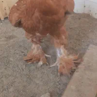 مرغ برهما