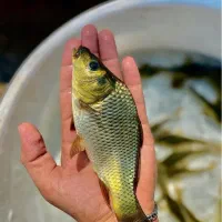 بچه ماهی کپورآمور بیگهد انواع بچه ماهی نژاد تاتا