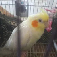 عروس هلندی ماده بالغ تخم گزار