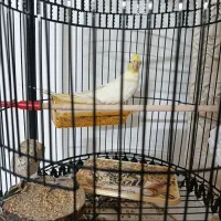 عروس هلندی لوتینو نر ، معاوضه با دستی|پرنده|مشهد, ابوذر|دیوار