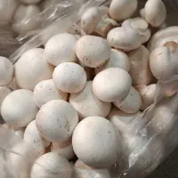 قارچ تازه