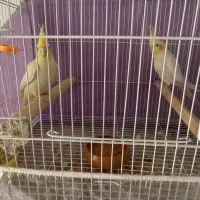 عروس هلندی جفت مولد به ضمانت تخم جوجه