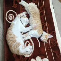 گربه ۲ ماهه