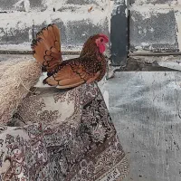 خروس سیبرایت