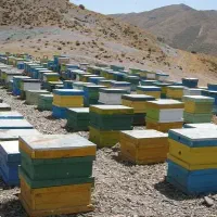 فروش عسل طبیعی تضمین آزمایش
