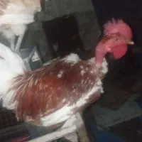 خروس گردن لخت دو رگه لاری
