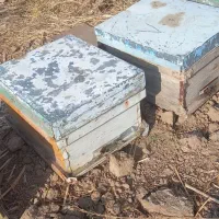 زنبور عسل