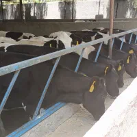 28گوساله ماده هلشتاین شرکتی شناسنامه و خونگیری شده