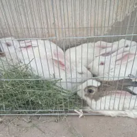 پادری خرگوش