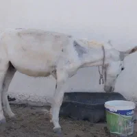 الاغ گلگی