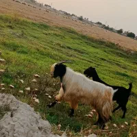 پازن