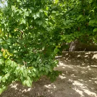 باغ و باغچه ۱۵۴ متری / چسبه بافته مسکونی|فروش زمین و ملک کلنگی|تهران, امیریه|دیوار