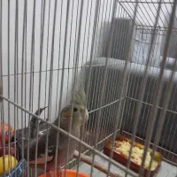 عروس هلندی نر