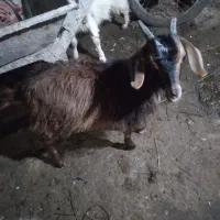 بزماده