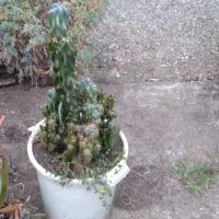 با سلام ۳ گلدان بزرگ کاکتوس صخره ایی نمایشگاهی