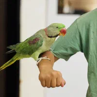 شاه طوطی نر