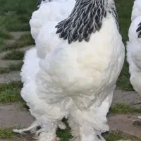 مرغ برهما