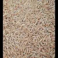 جو شش پر محلی بج و کاه جو