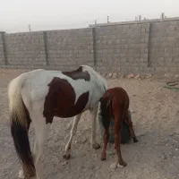 اسب مادیان 7ساله وکره 2ماهه کره بی باک طوس