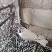 فروشی|پرنده|اراک, |دیوار