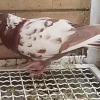 جفت کارل میولمنز و  طوقی