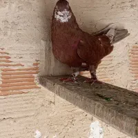 کفتر